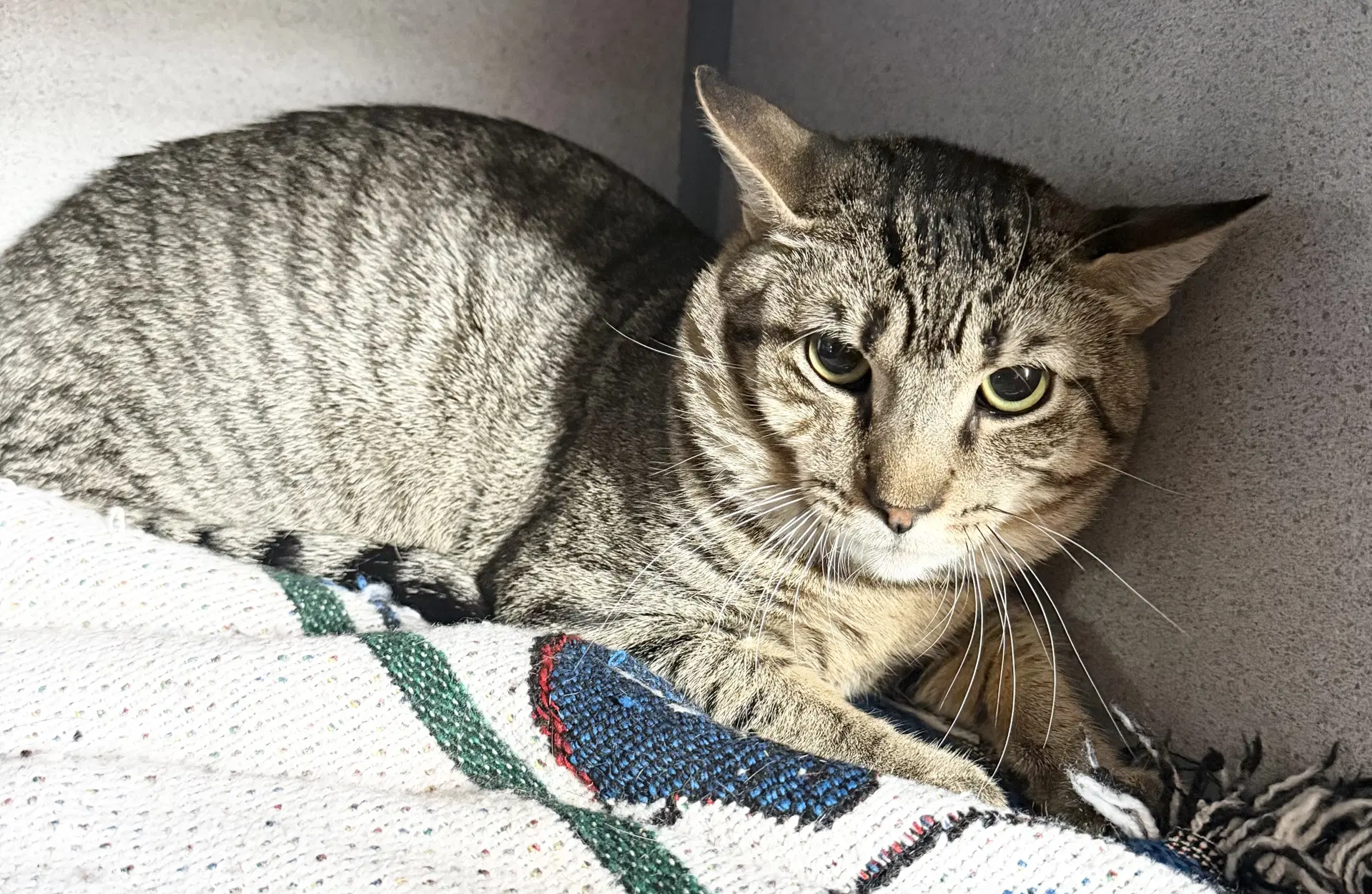Crayola - Domestic Short Hair