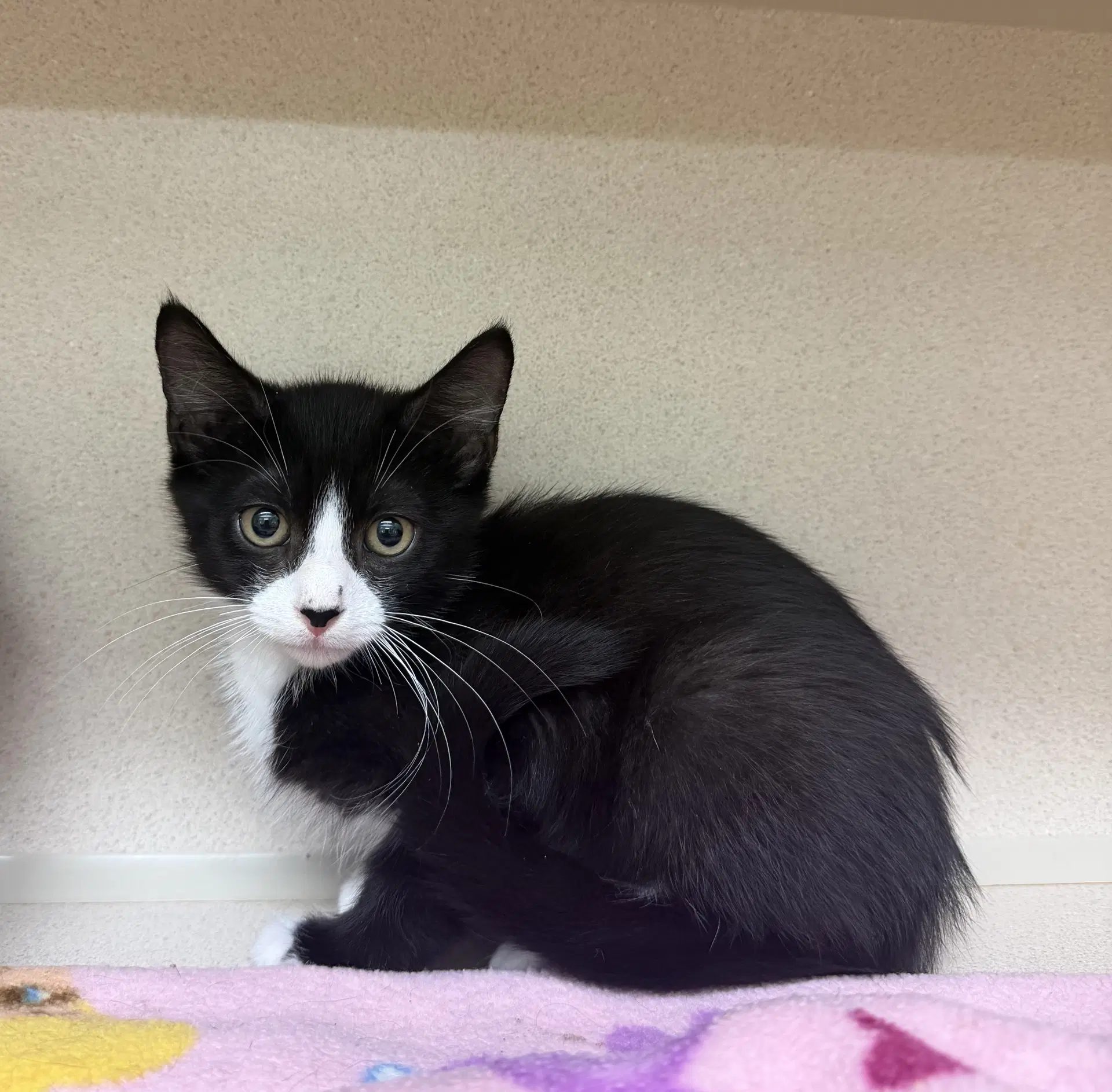 Philip - Domestic Short Hair