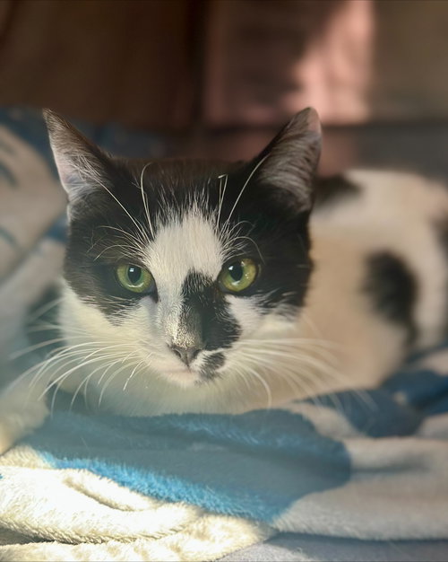 Josephine, Young Domestic Short Hair (short coat), cat for adoption in Troy, New York