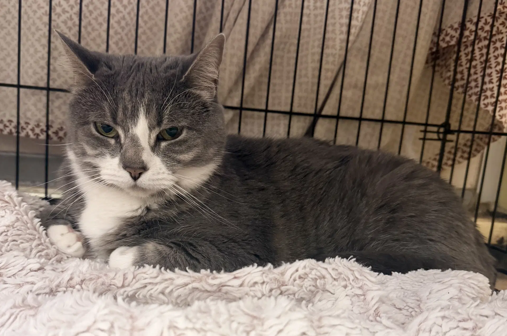 Sylvia - Domestic Short Hair