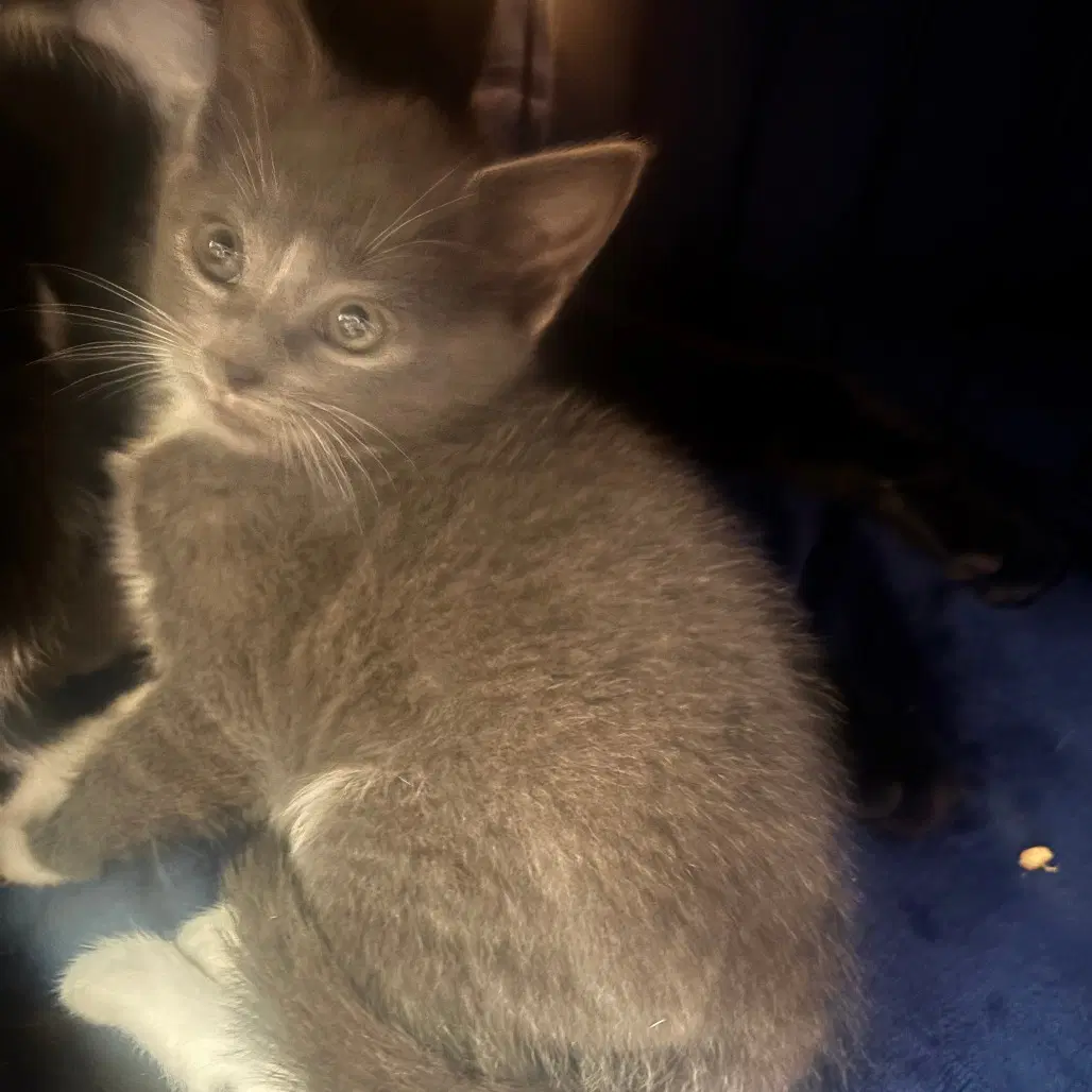 Andie - Domestic Short Hair