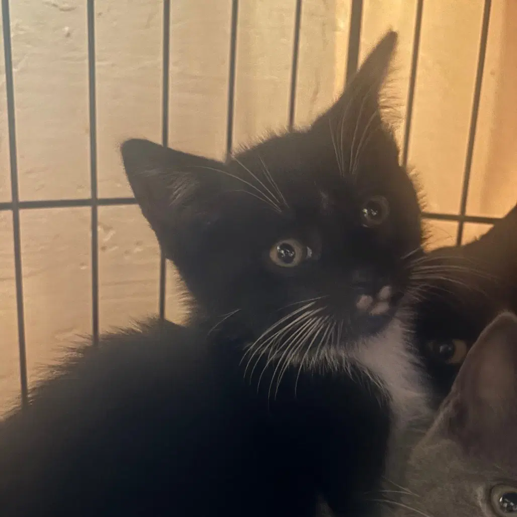 Aristotle - Domestic Short Hair
