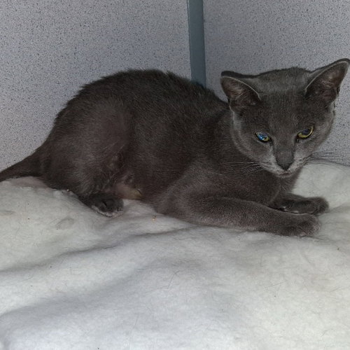Blue, an adoptable Domestic Short Hair in Hudson, NY