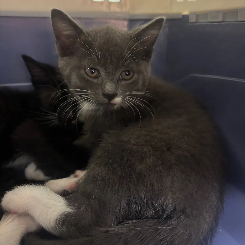 Abrielle - Domestic Short Hair