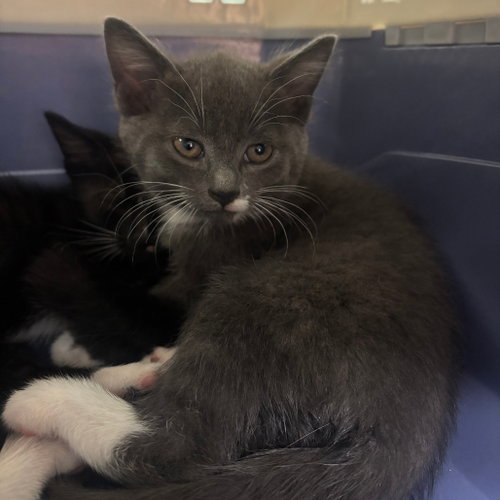 Abrielle, an adoptable Domestic Short Hair in Hudson, NY