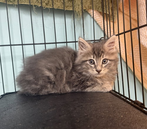 Grasshopper, an adoptable Domestic Long Hair in Hudson, NY