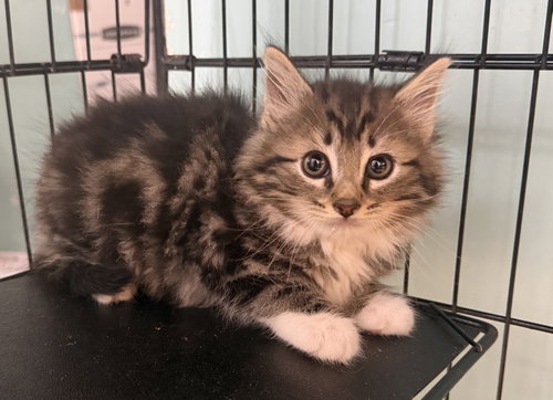 Firefly, an adoptable Domestic Long Hair in Hudson, NY