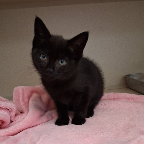 Daisie Mae, an adoptable Domestic Short Hair in Hudson, NY