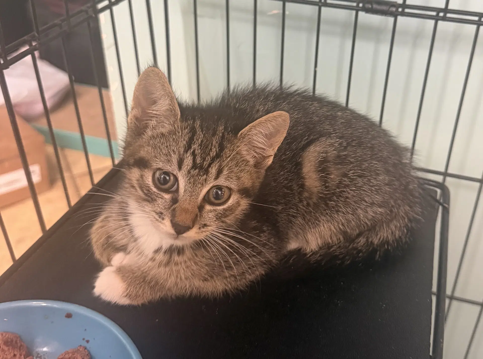 Jacob - Domestic Short Hair