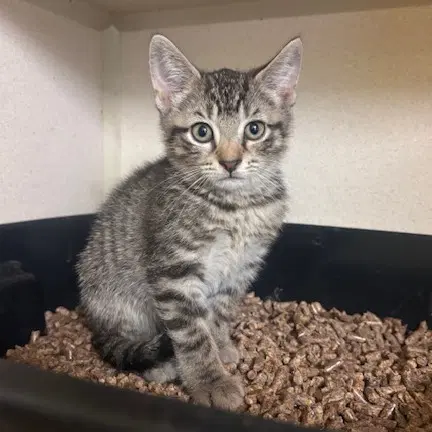 Byrne - Domestic Short Hair