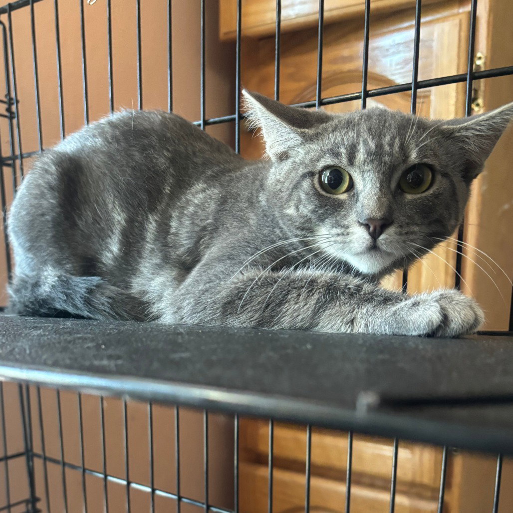 Jalapeno, cat