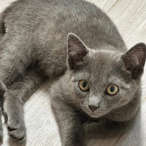 Habanero, an adoptable Domestic Short Hair in Hudson, NY