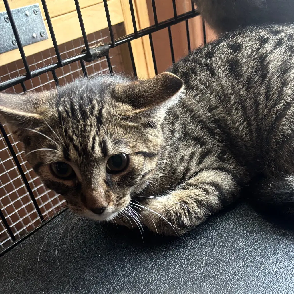 Ghost Pepper - Domestic Short Hair