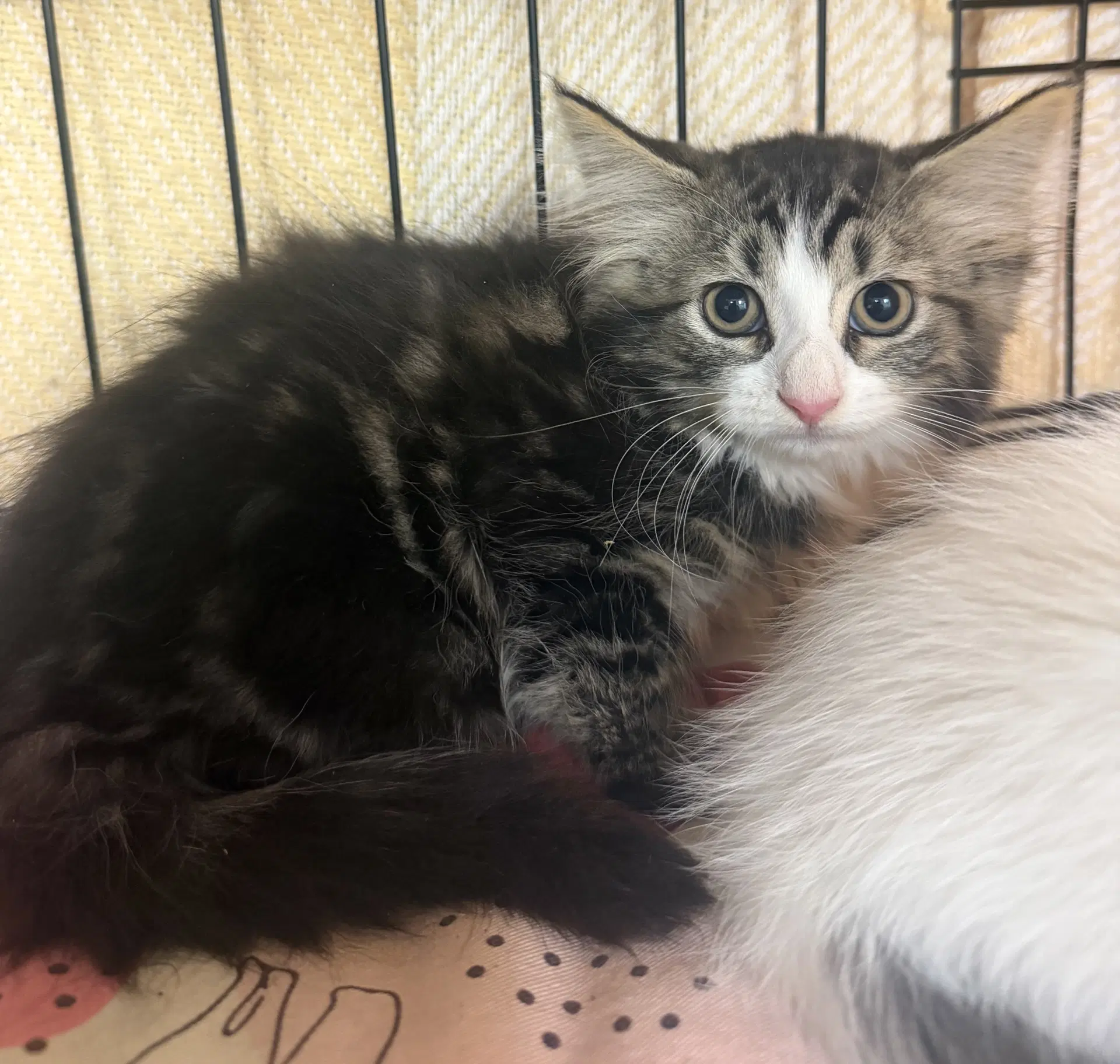 Poppy - Domestic Long Hair