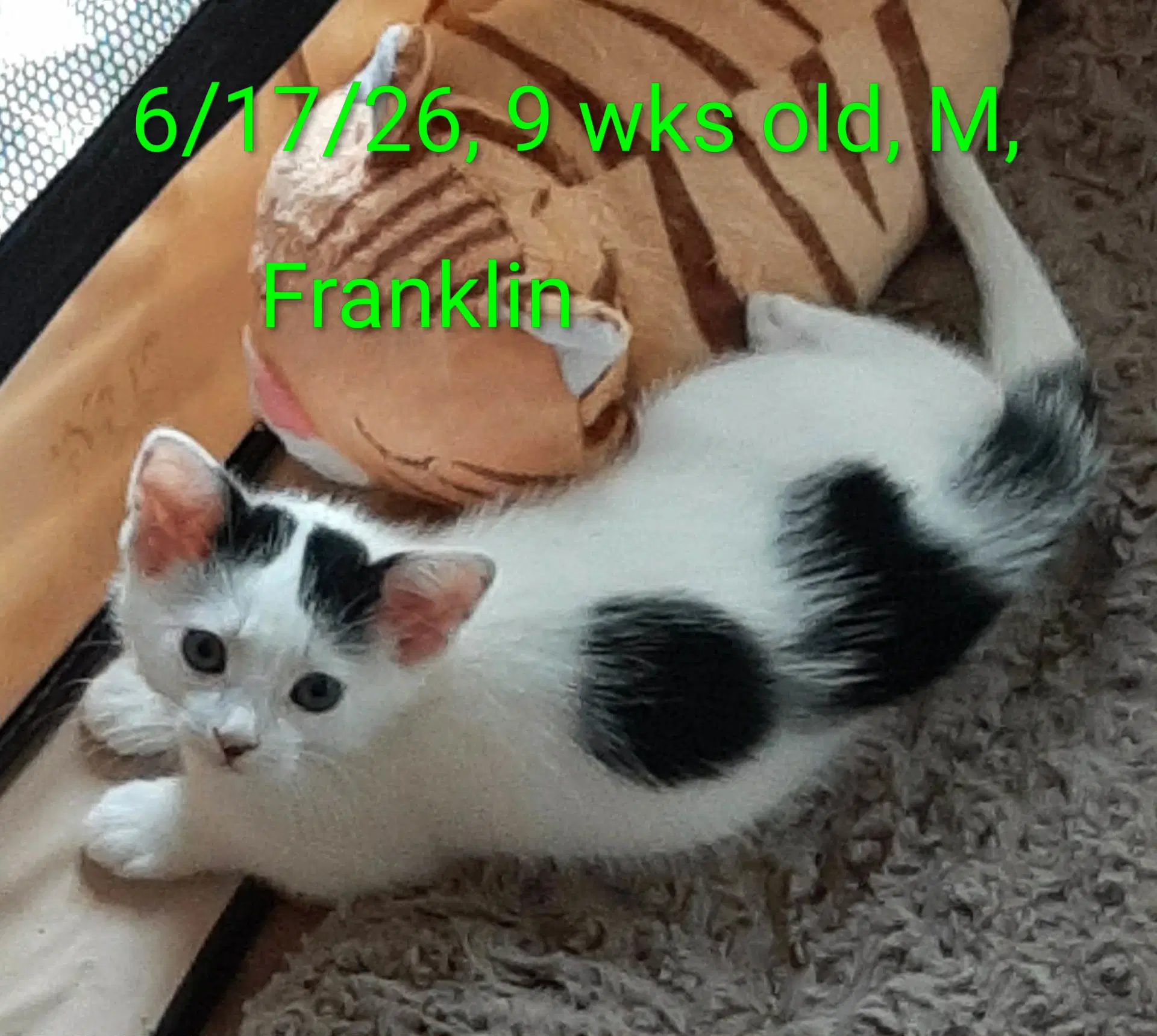Franklin - Domestic Short Hair
