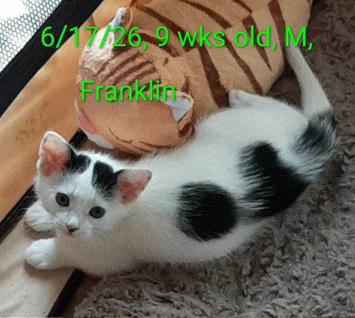 Franklin, a cat for adoption from Animalkind Inc.