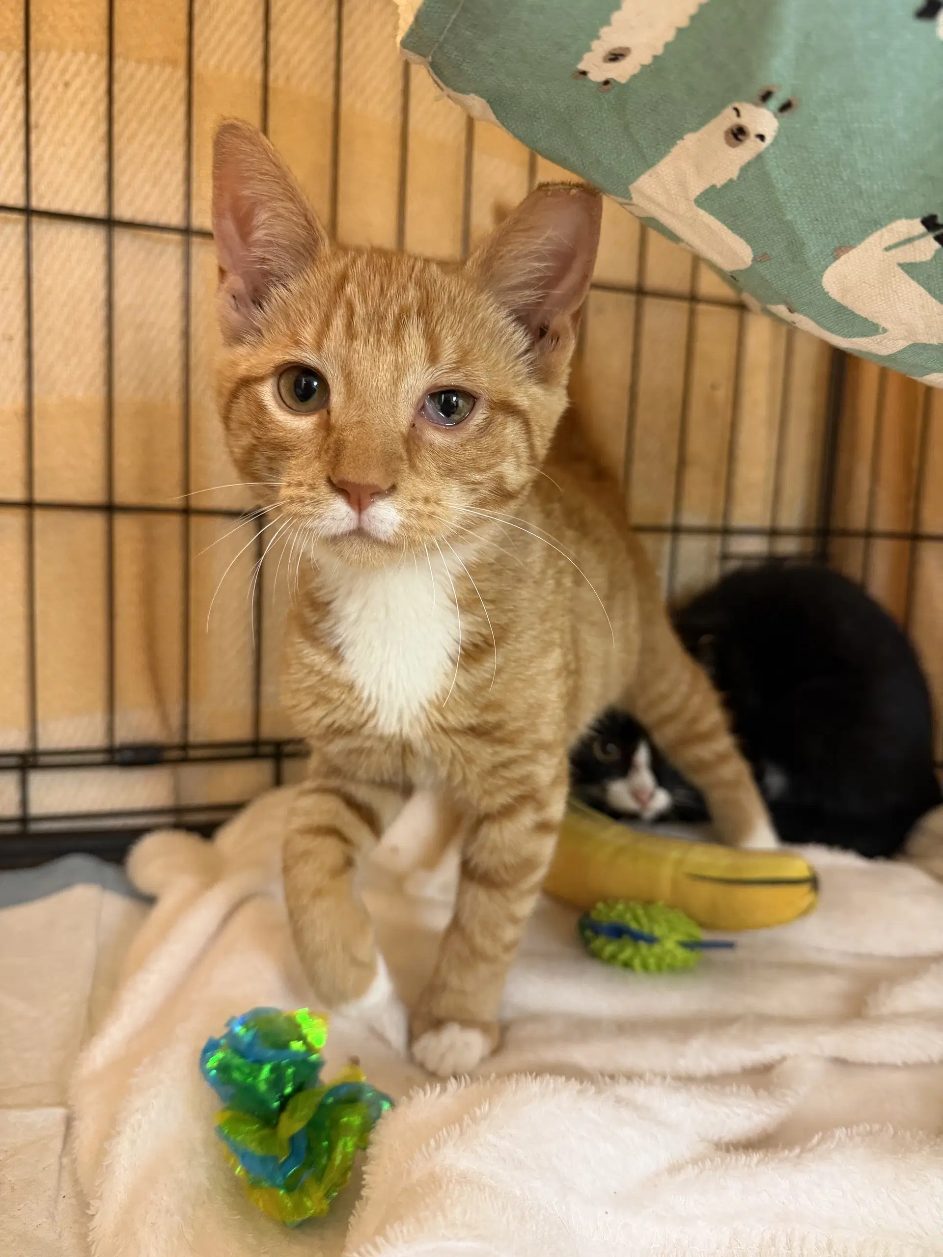 Biscuit - Domestic Short Hair