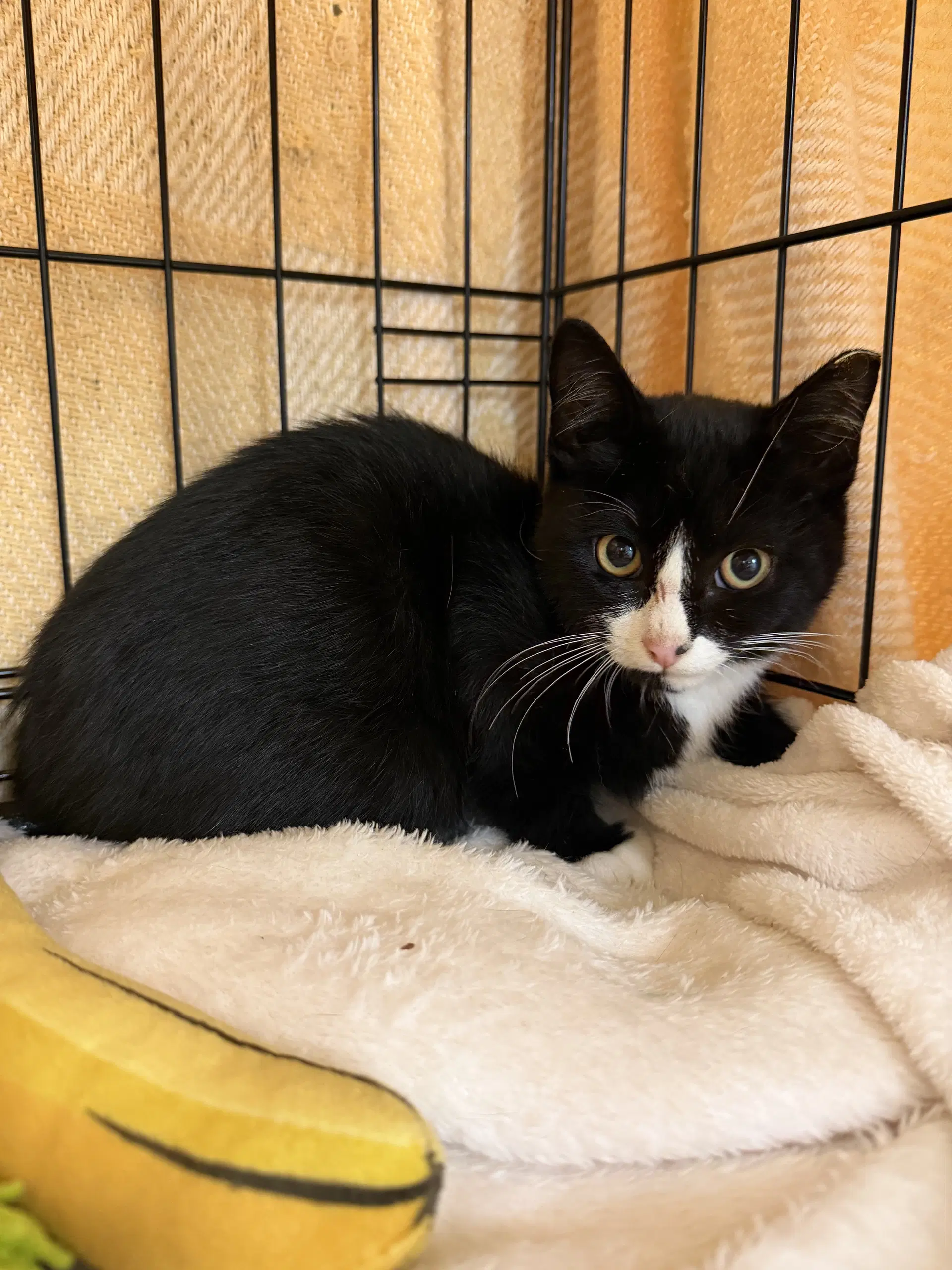 Gravy - Domestic Short Hair