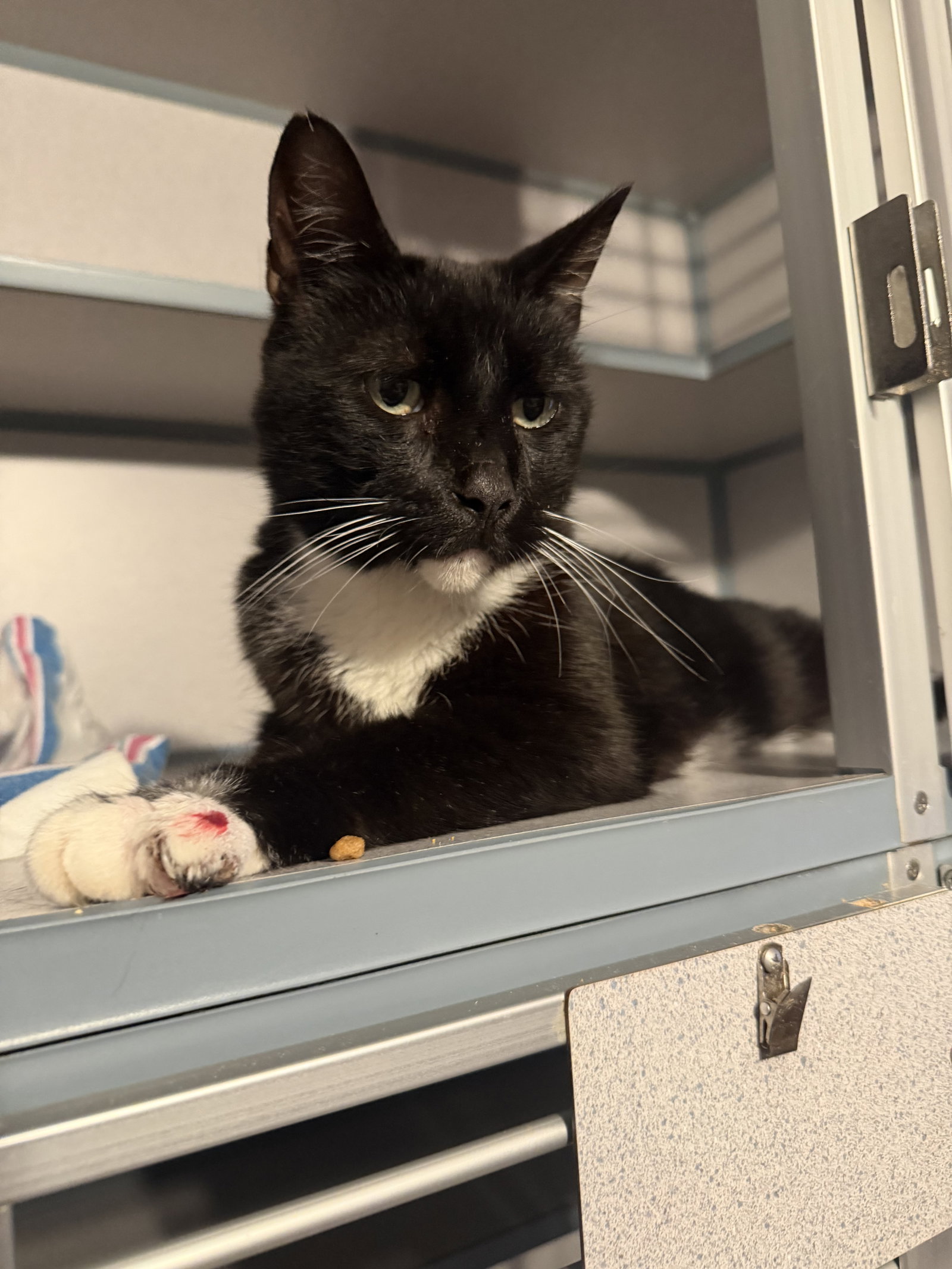 Sebastian, cat