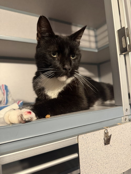 Sebastian, a cat for adoption from Animalkind Inc.