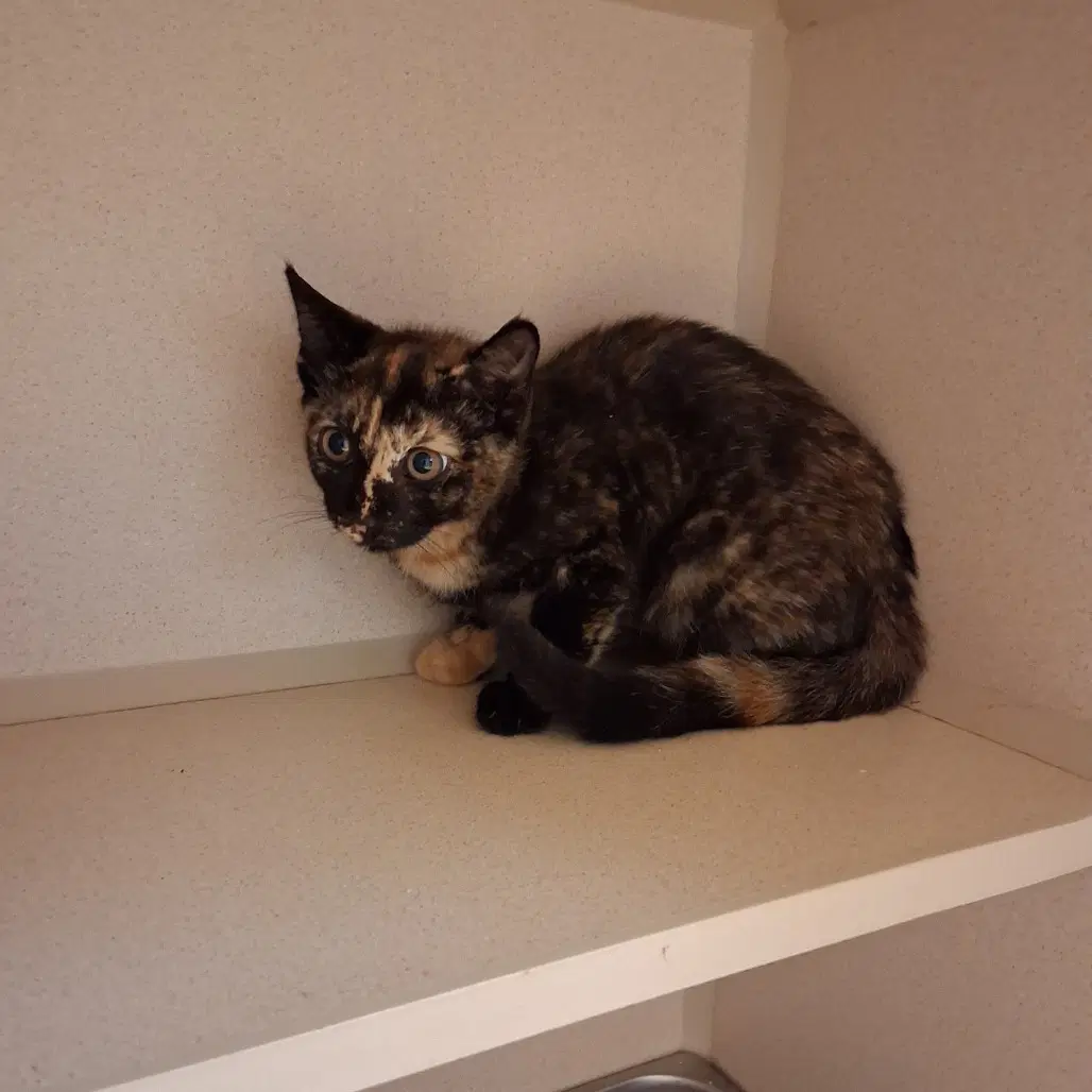 Eberly - Domestic Short Hair