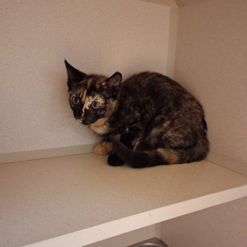 Eberly, a cat for adoption from Animalkind Inc.