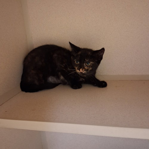 Delilah, a cat for adoption from Animalkind Inc.
