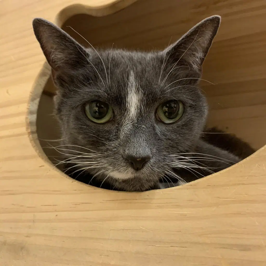 Stormy - Domestic Short Hair