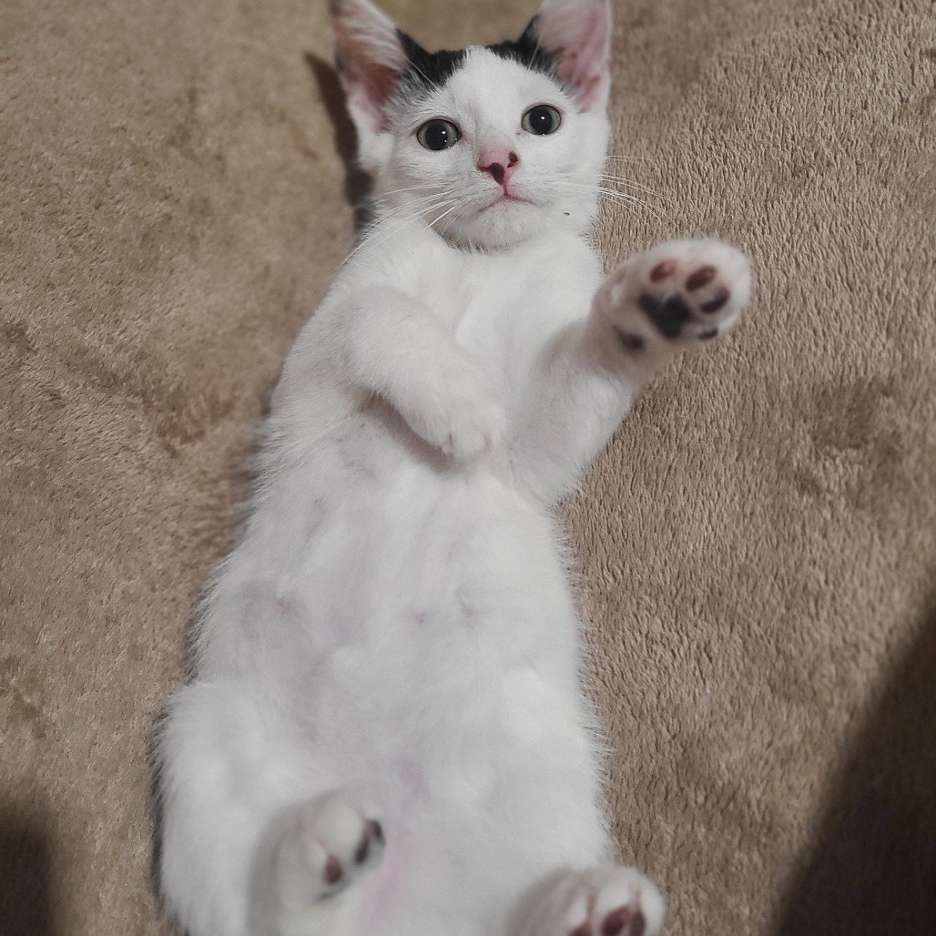 Dexter, cat