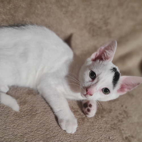 Piglet, a cat for adoption from Animalkind Inc.
