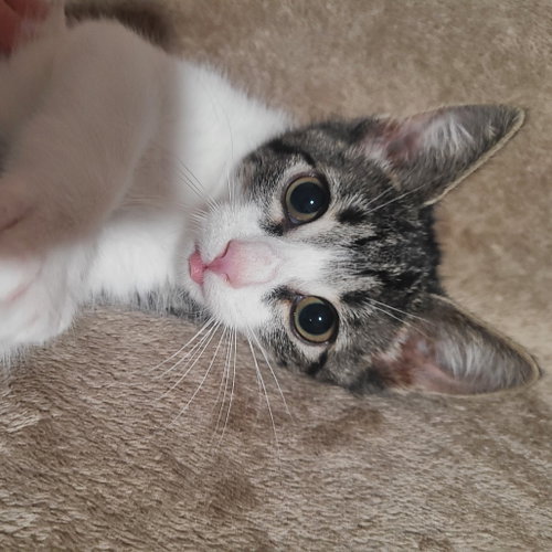 Octavia, a cat for adoption from Animalkind Inc.