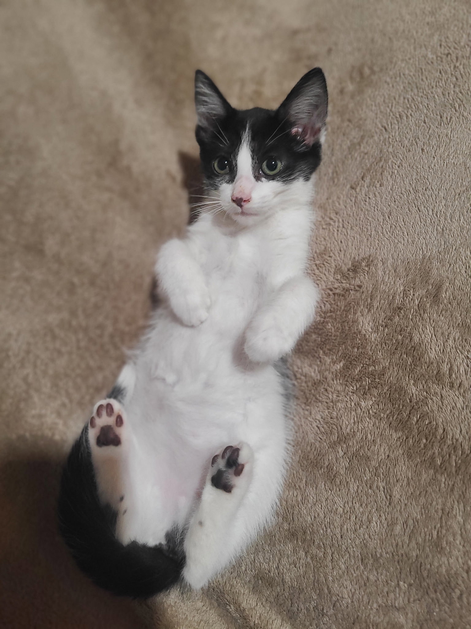 Harper, cat
