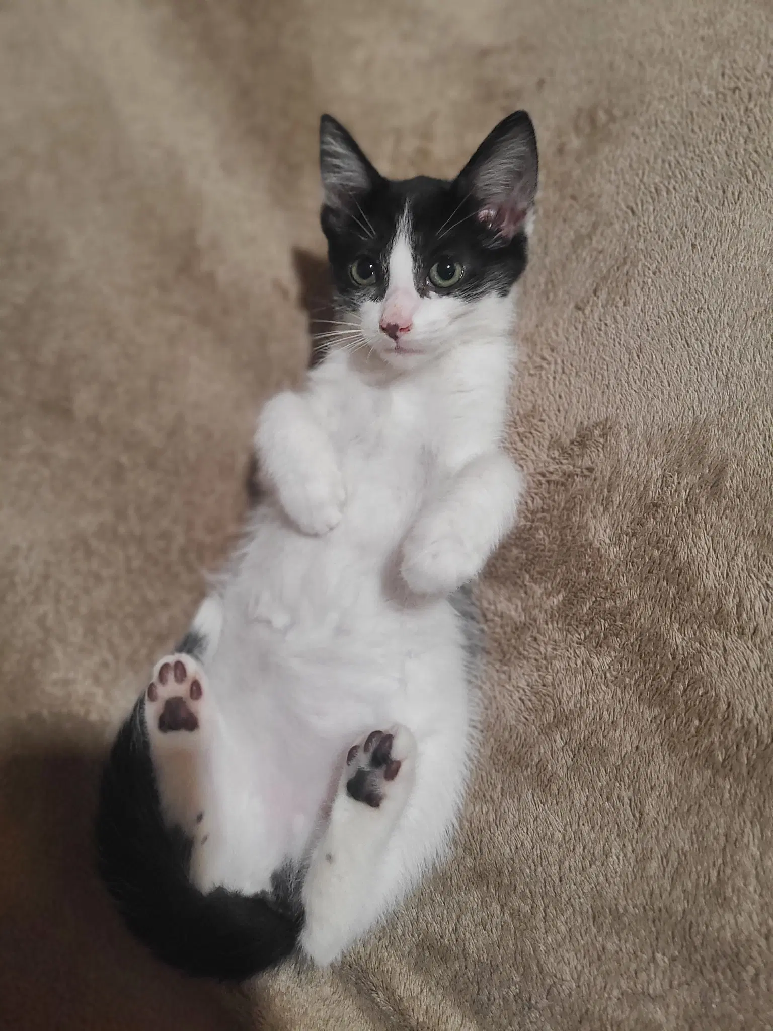 Harper - Domestic Short Hair