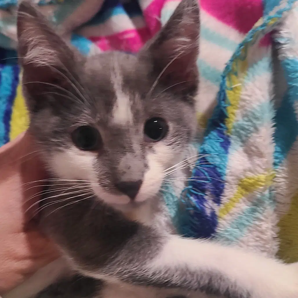 Rocky - Domestic Short Hair