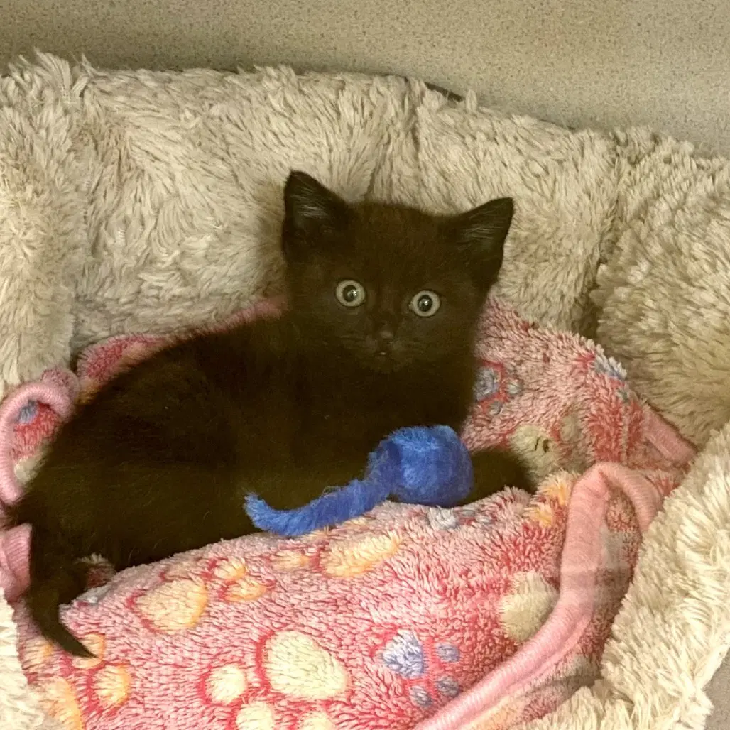 Redmond - Domestic Short Hair