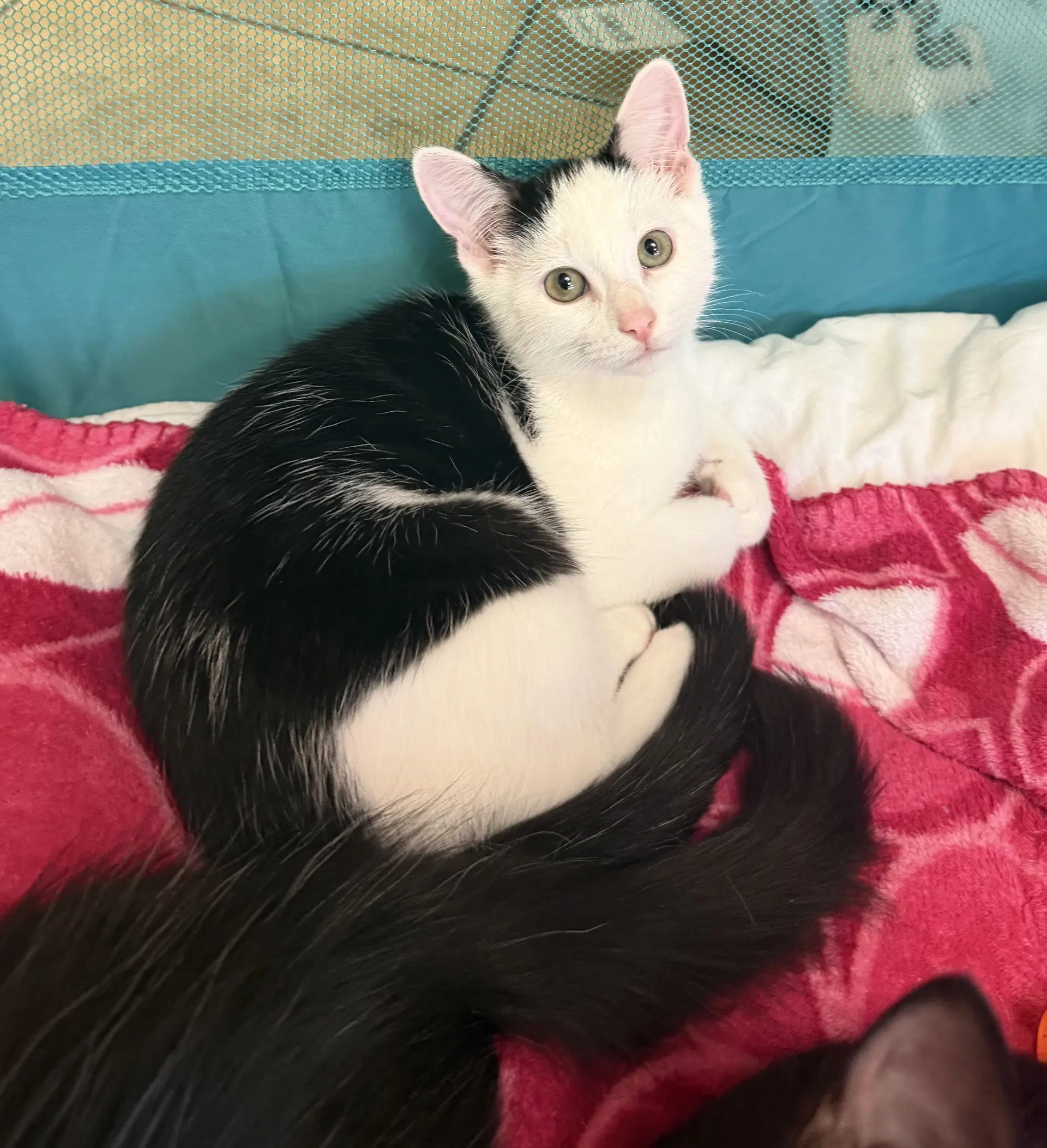 Moro - Domestic Short Hair