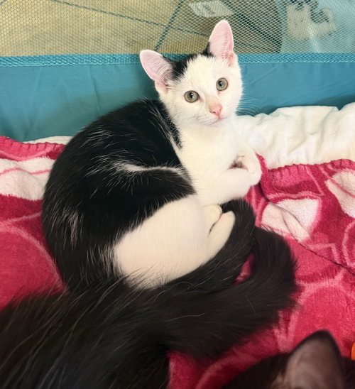Moro, a cat for adoption from Animalkind Inc.