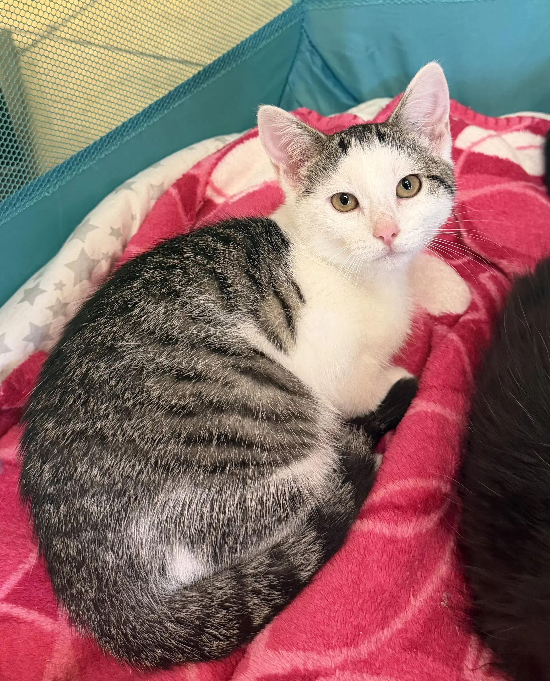 Kiki - Domestic Short Hair
