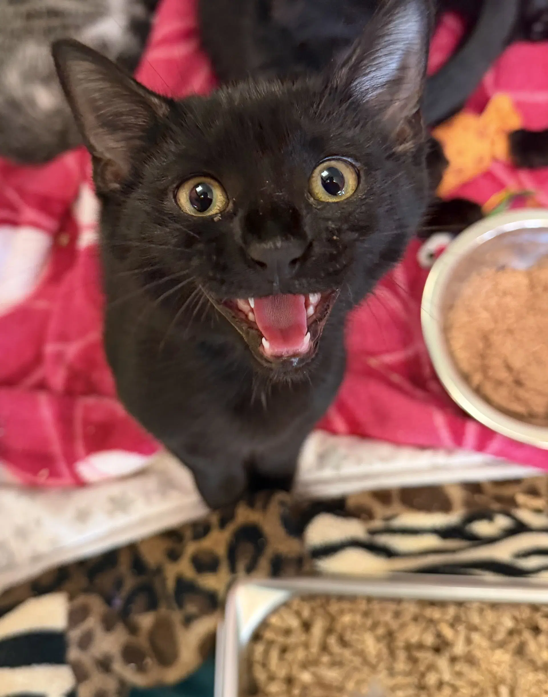 Jiro - Domestic Short Hair