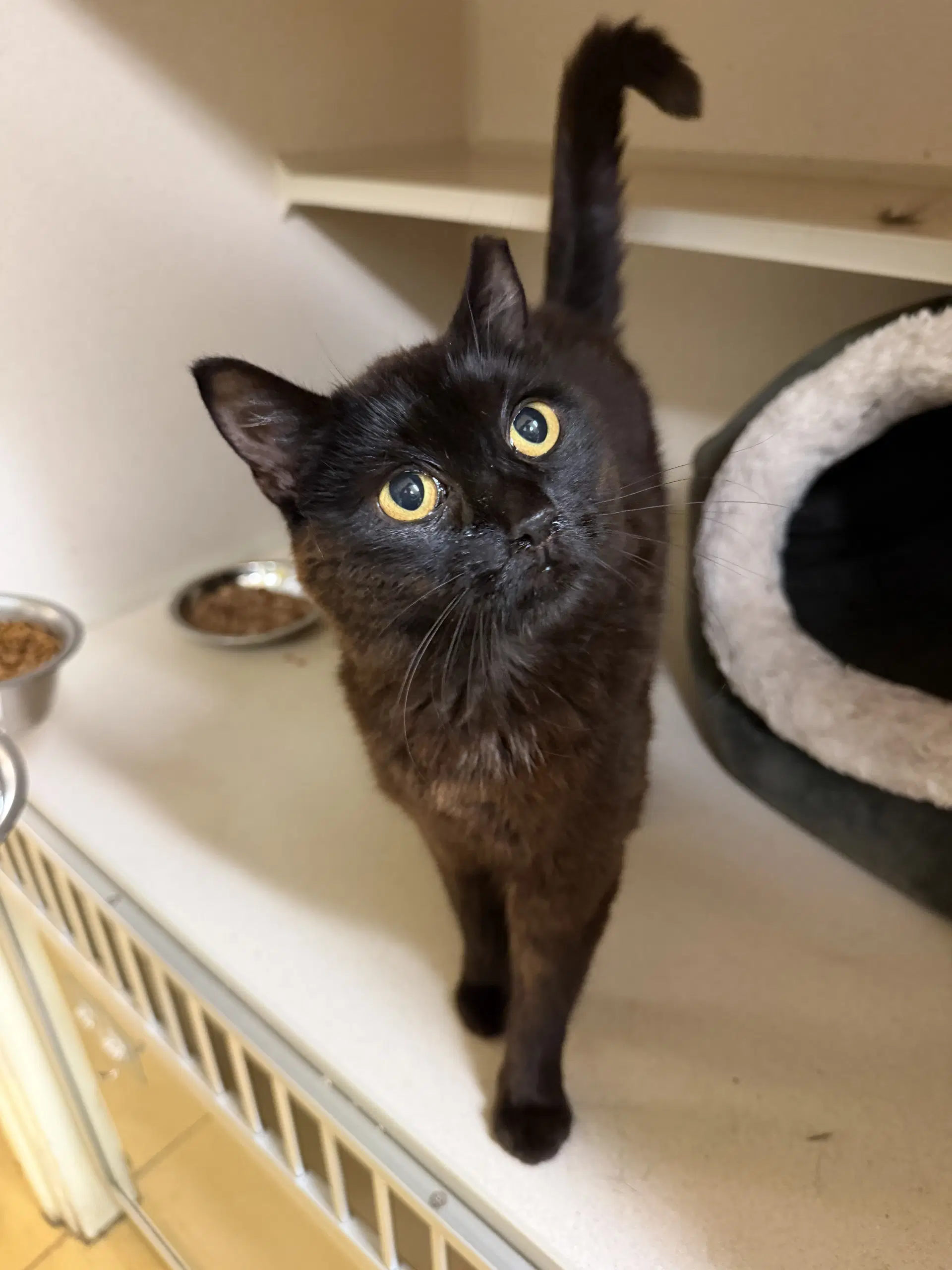 Henley - Domestic Short Hair