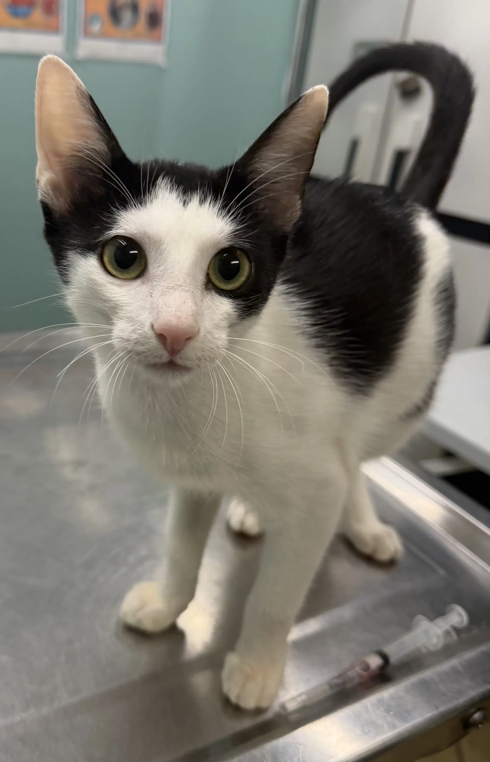 Rebel - Domestic Short Hair