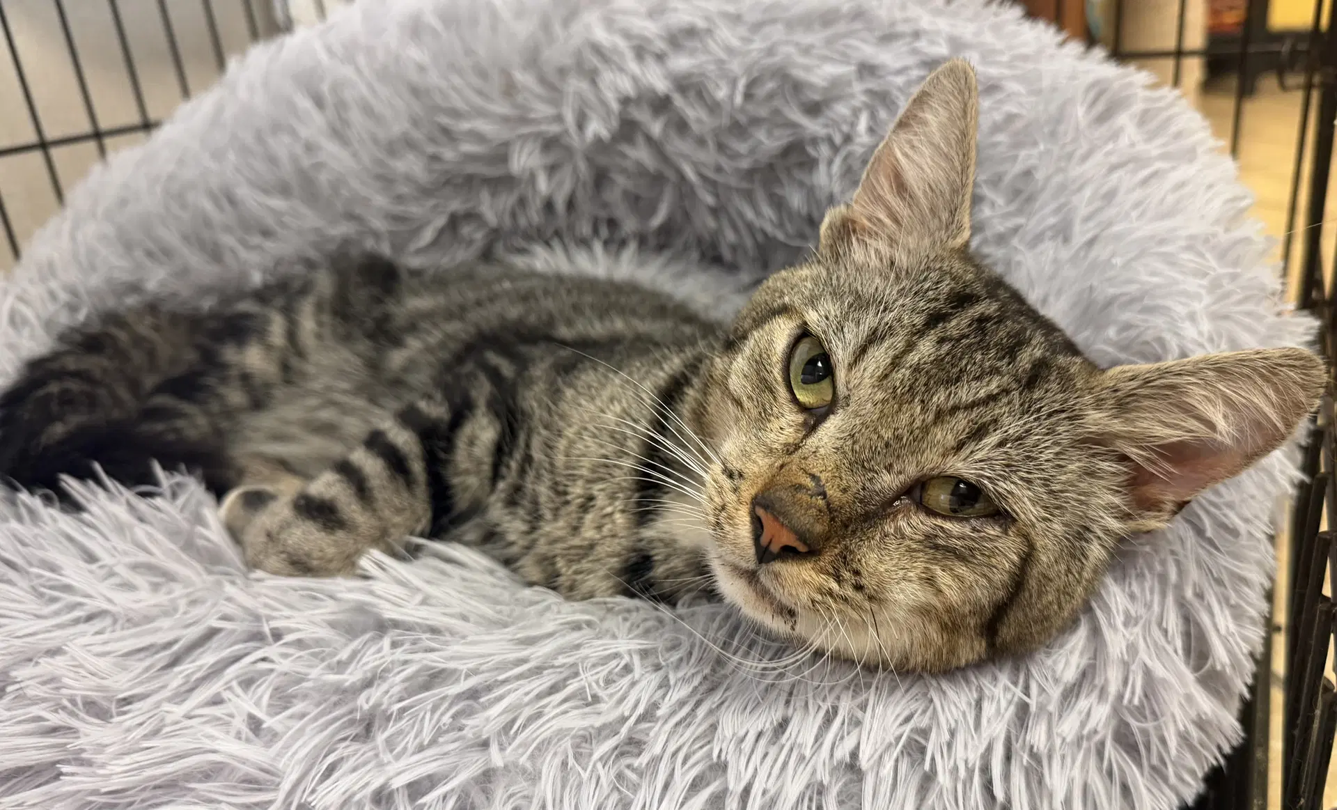 Marcus - Domestic Short Hair