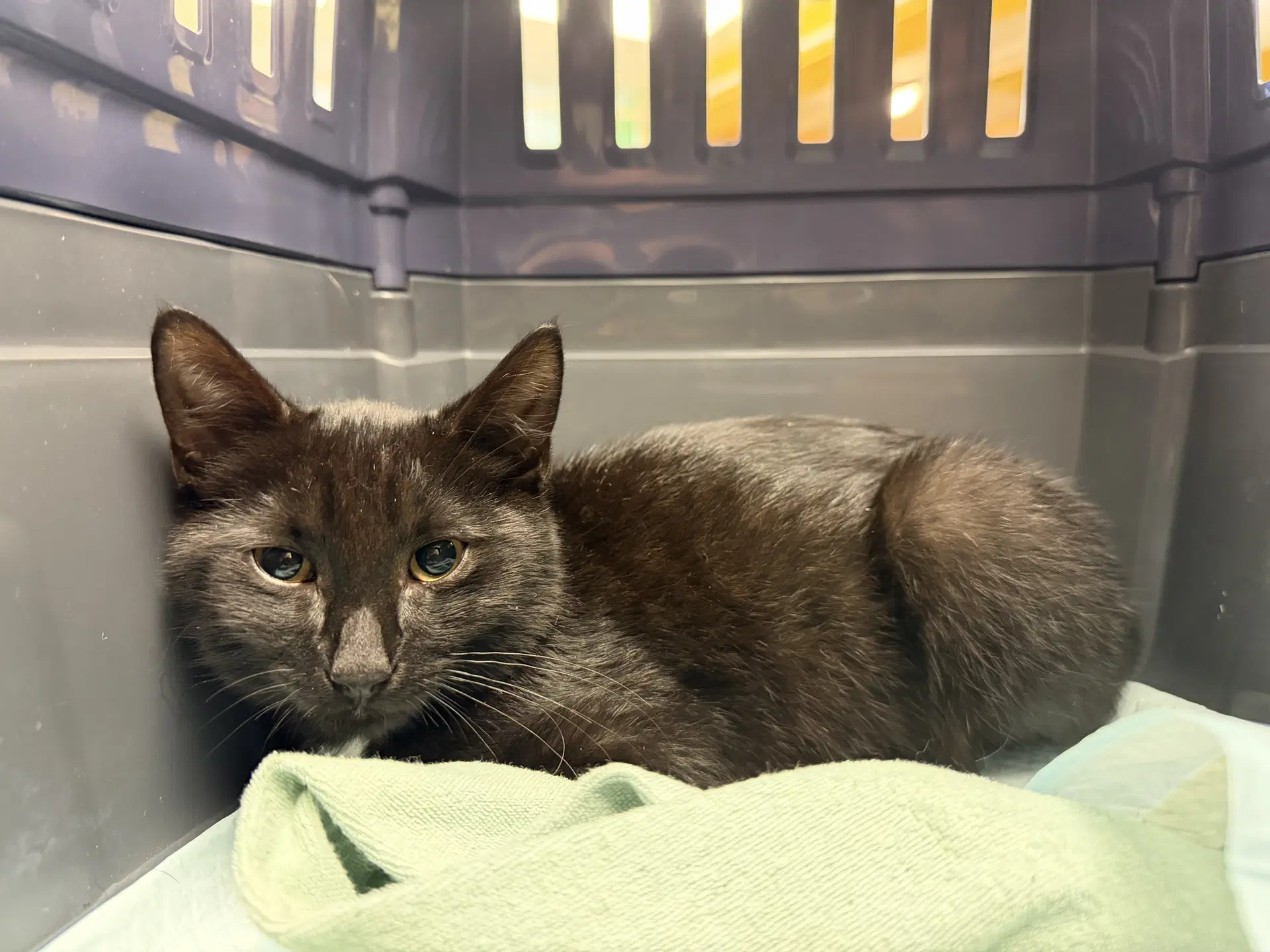 Reggie - Domestic Short Hair