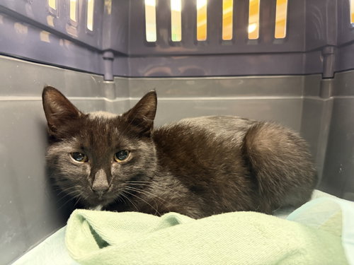 Reggie, a cat for adoption from Animalkind Inc.