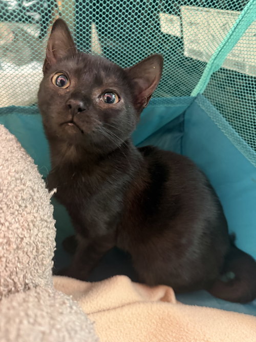 Batsy, a cat for adoption from Animalkind Inc.