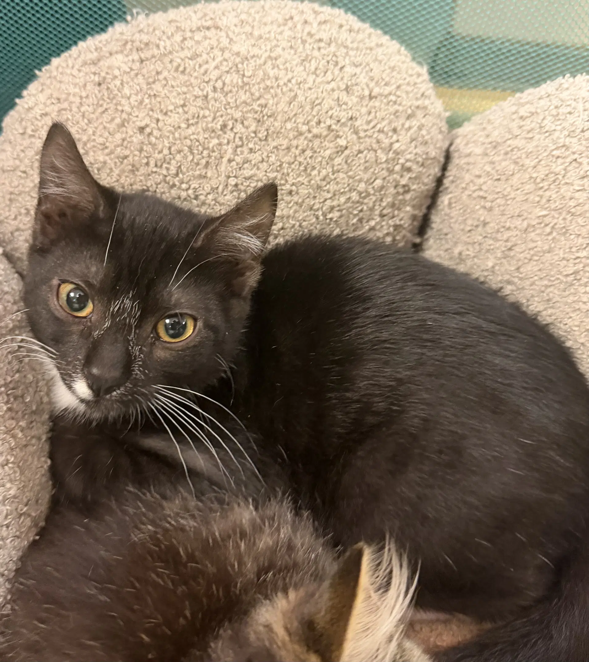 Mono - Domestic Short Hair