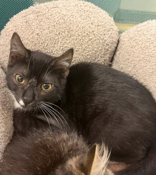 Mono, a cat for adoption from Animalkind Inc.