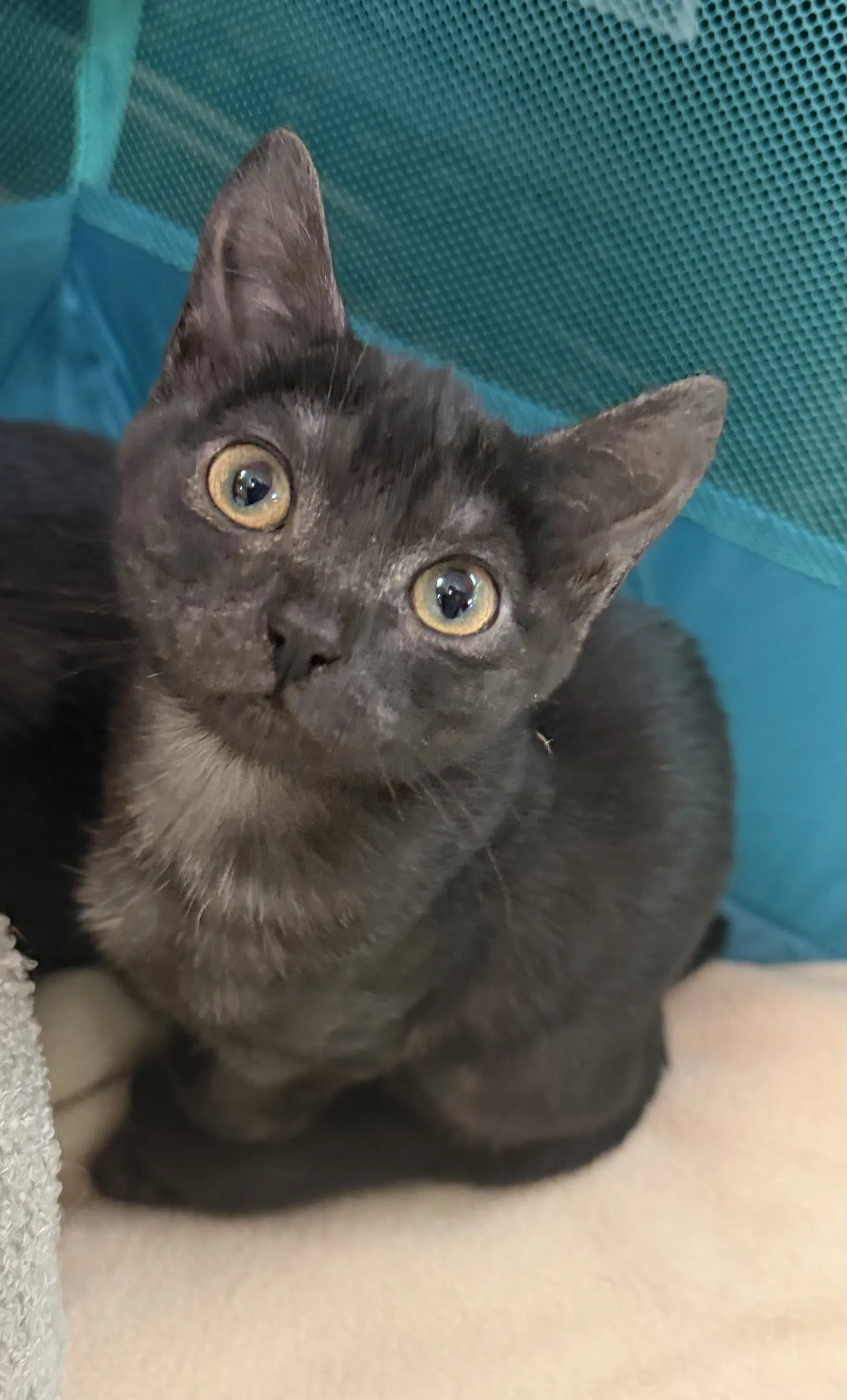 Zyra - Domestic Short Hair