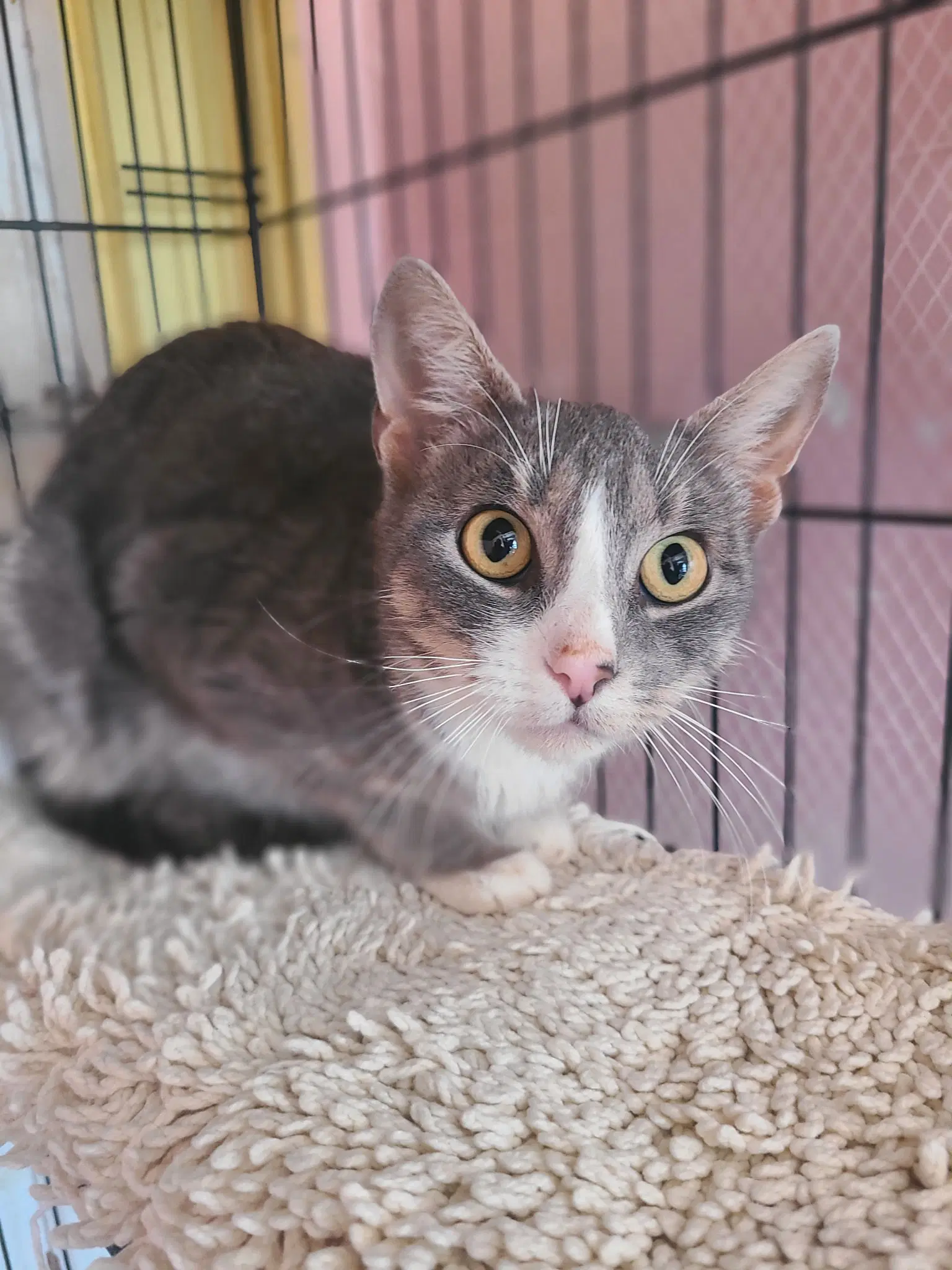Blossom - Domestic Short Hair