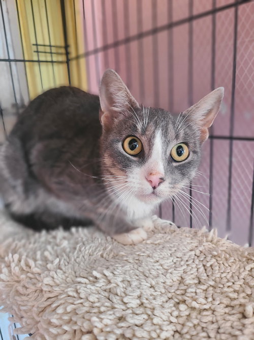 Blossom, a cat for adoption from Animalkind Inc.